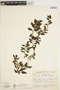 Manettia pauciflora image