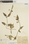Manettia pedunculata image