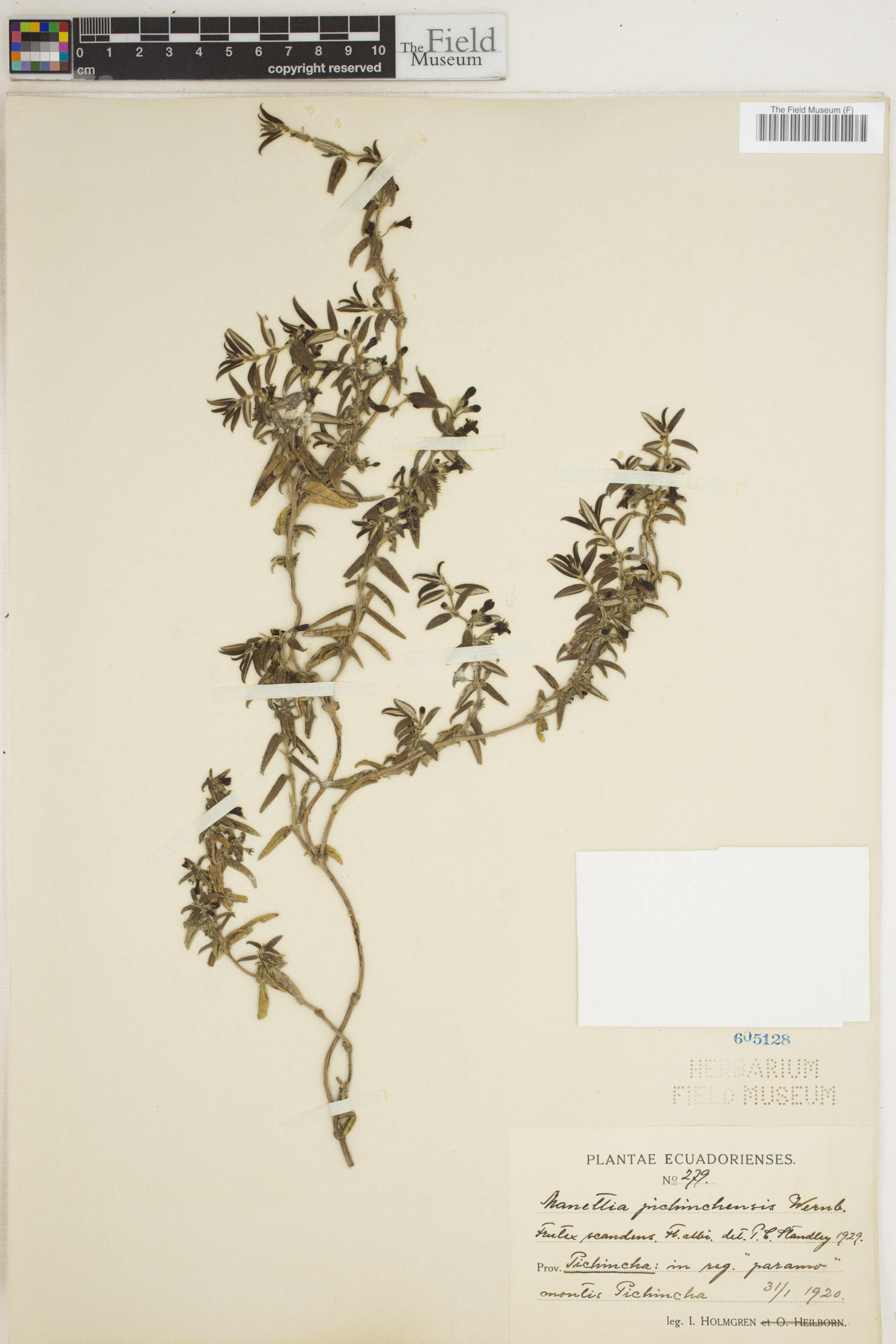 Manettia pichinchensis image