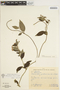 Manettia pubescens image