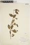 Manettia racemosa image