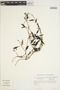 Manettia veronicoides image