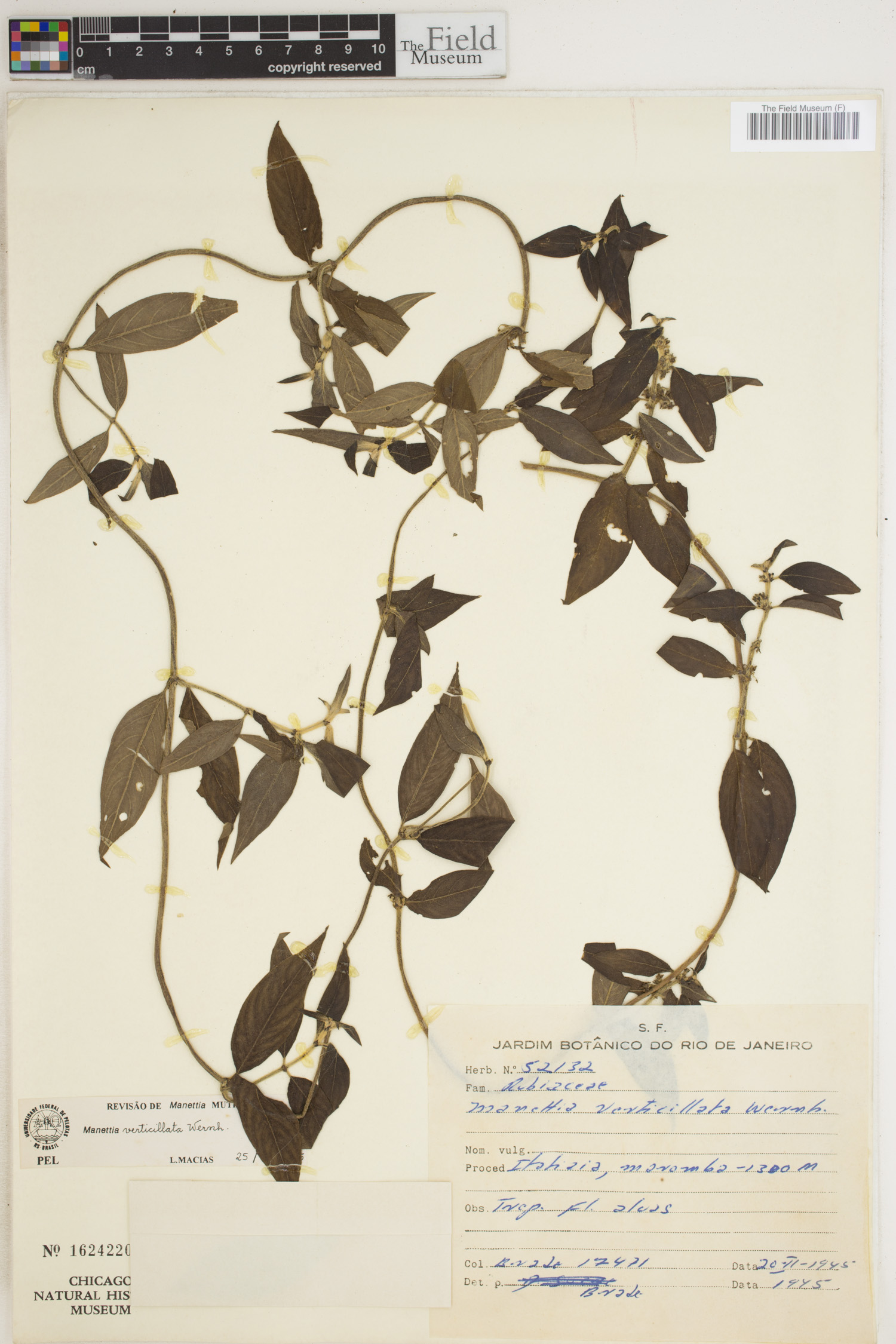 Manettia verticillata image