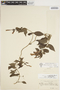 Manettia chrysoderma image