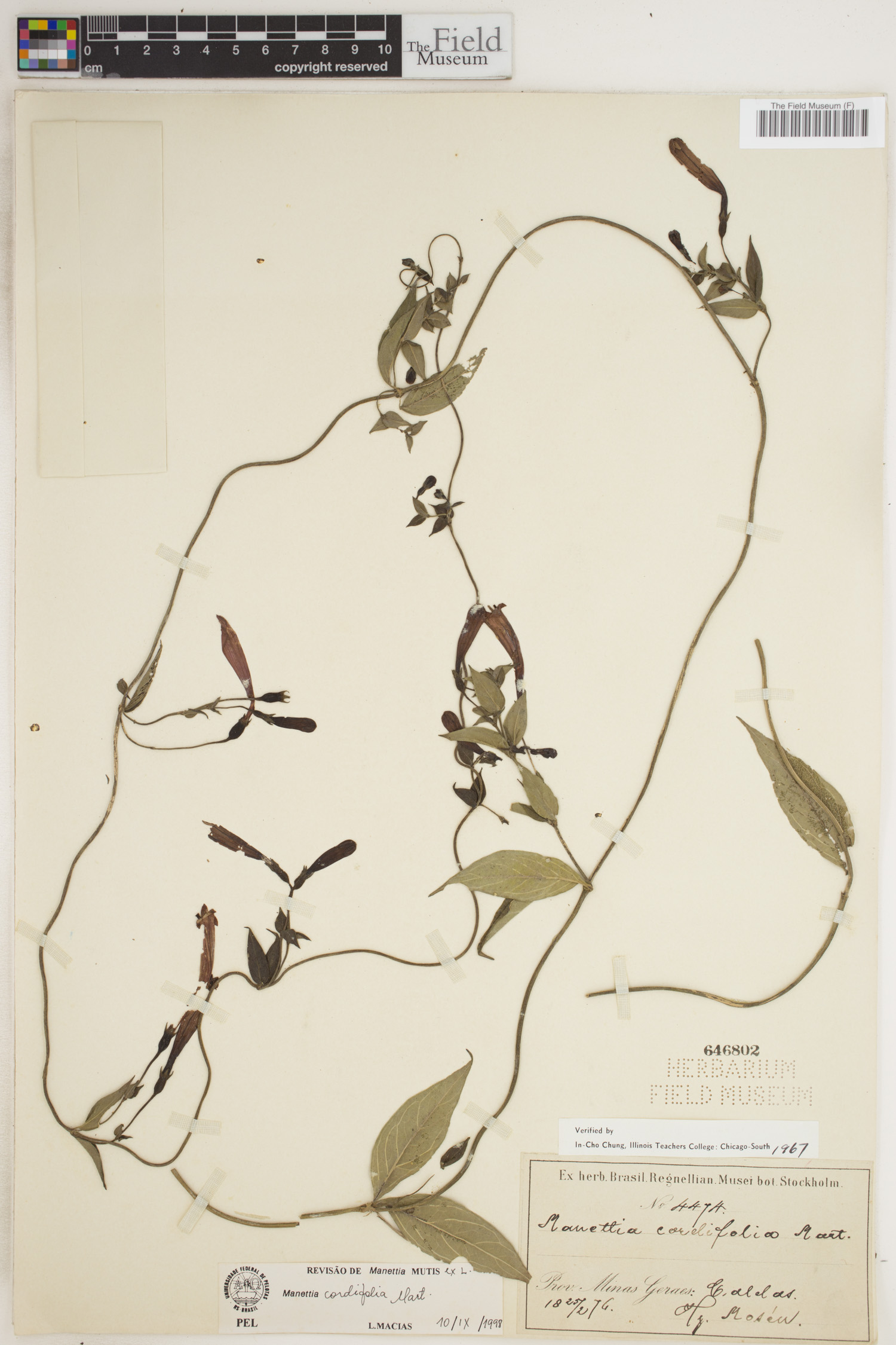 Manettia cordifolia image