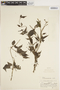 Manettia gracilis image