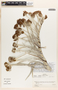 Ruilopezia jabonensis image