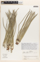 Ruilopezia jabonensis image