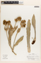 Espeletiopsis jajoensis image