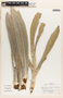 Espeletiopsis jajoensis image