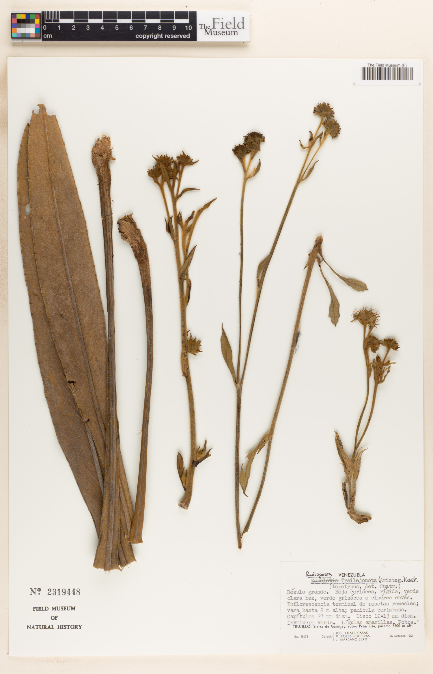 Ruilopezia bracteosa image