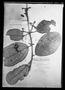 Meriania haemantha subsp. haemantha image