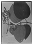 Miconia aeruginosa image