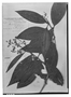 Miconia lonchophylla image