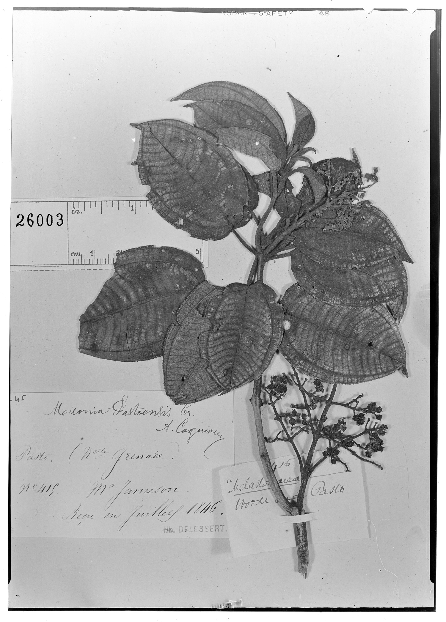 Miconia pastoensis image