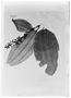 Miconia pileata var. latifolia image
