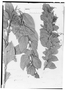 Ossaea coriacea image