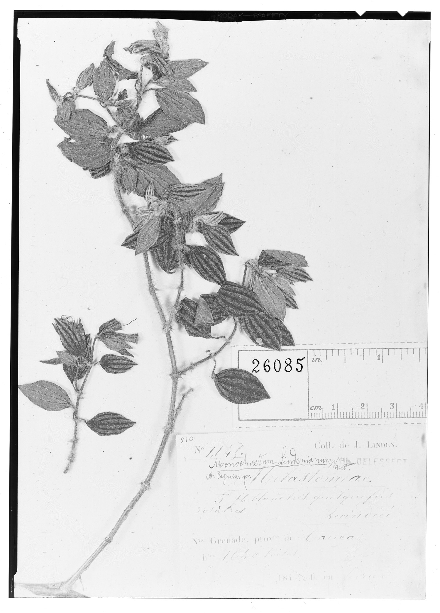 Monochaetum lindeneanum image