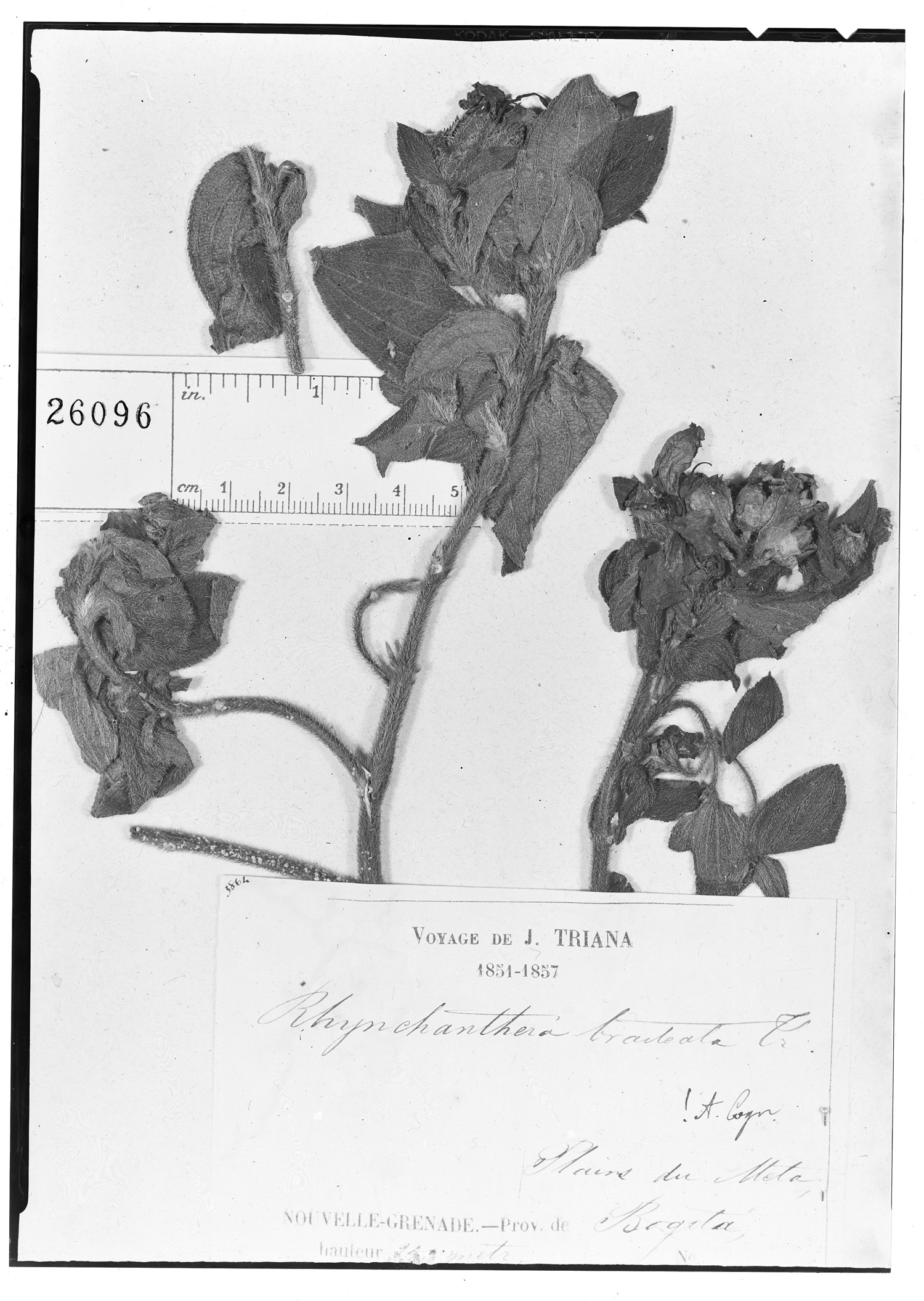 Rhynchanthera bracteata image