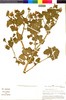 Nolana spathulata image