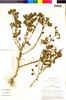 Nolana spathulata image