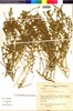 Nolana leptophylla image