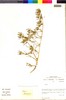 Nolana stenophylla image