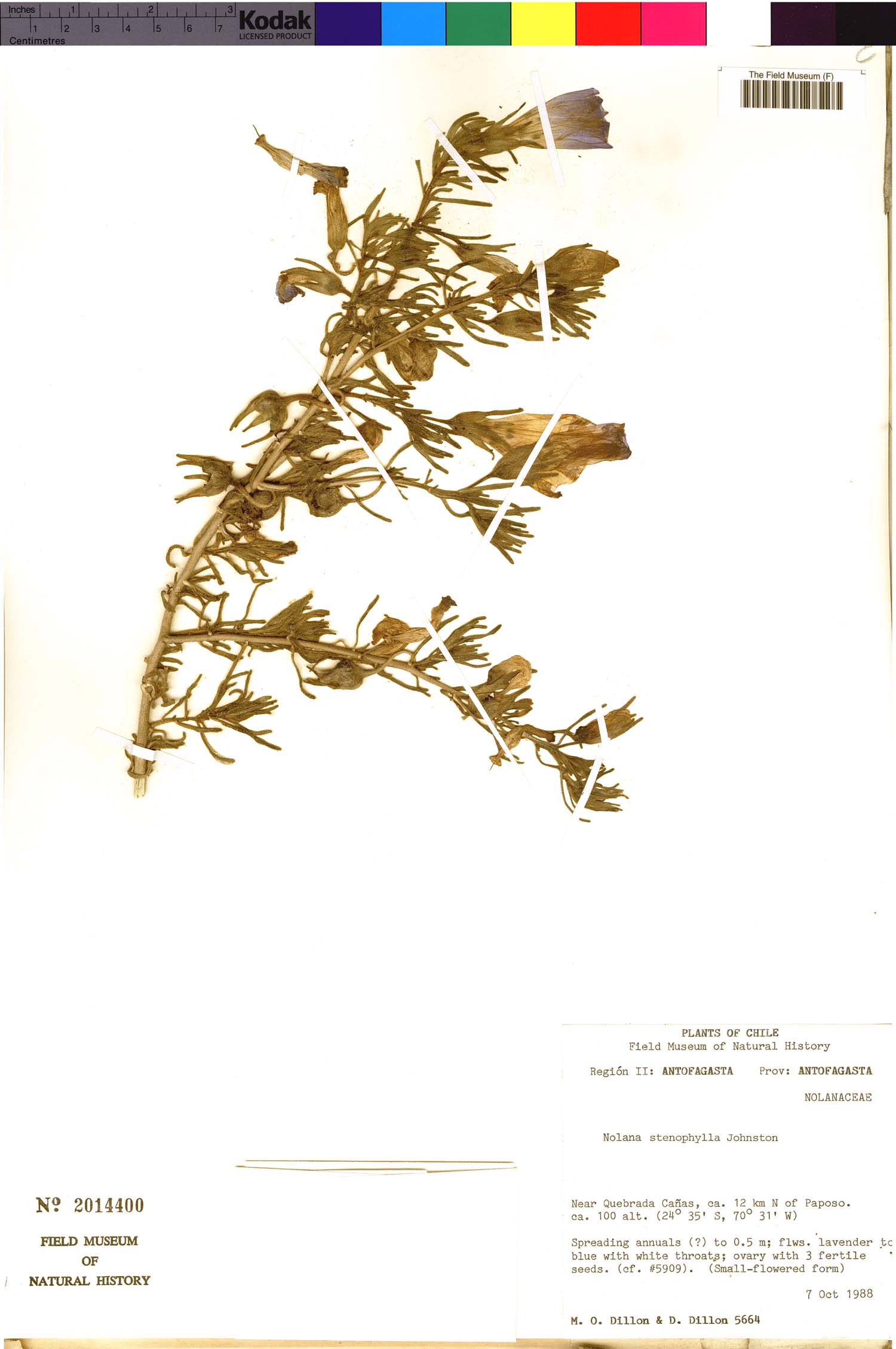 Nolana stenophylla image