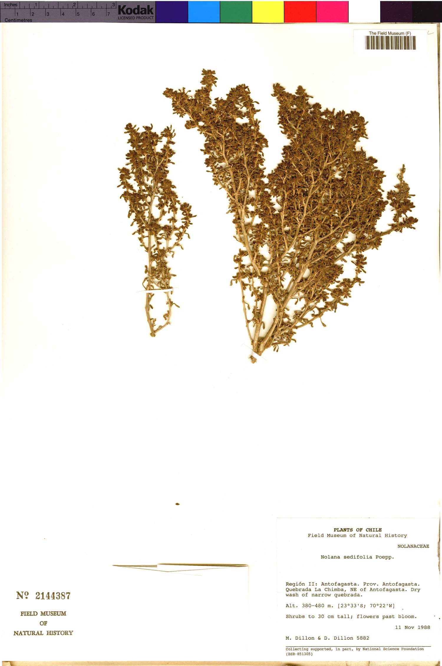 Nolana sedifolia image