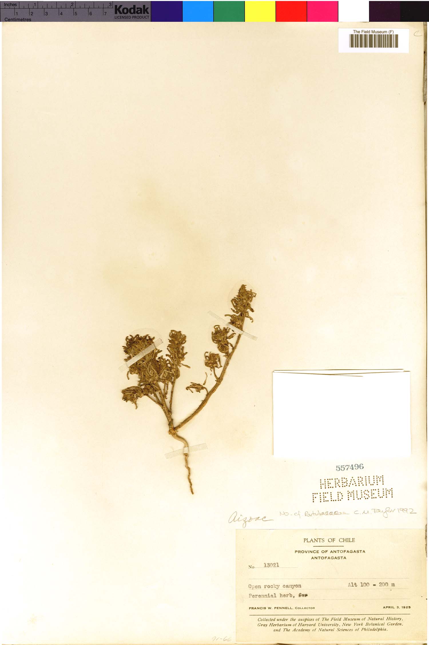 Nolana linearifolia image