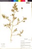 Nolana linearifolia image