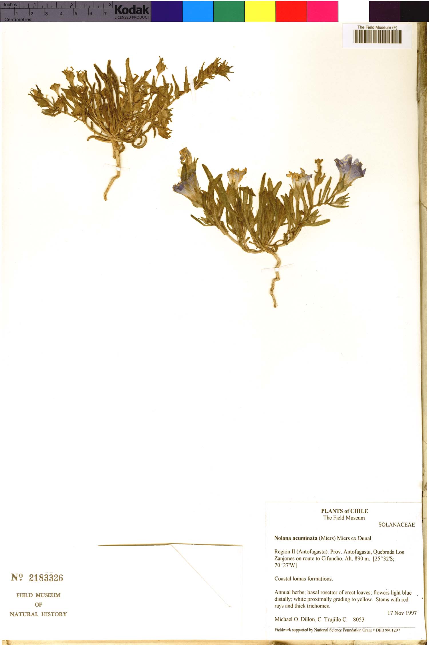 Nolana acuminata image