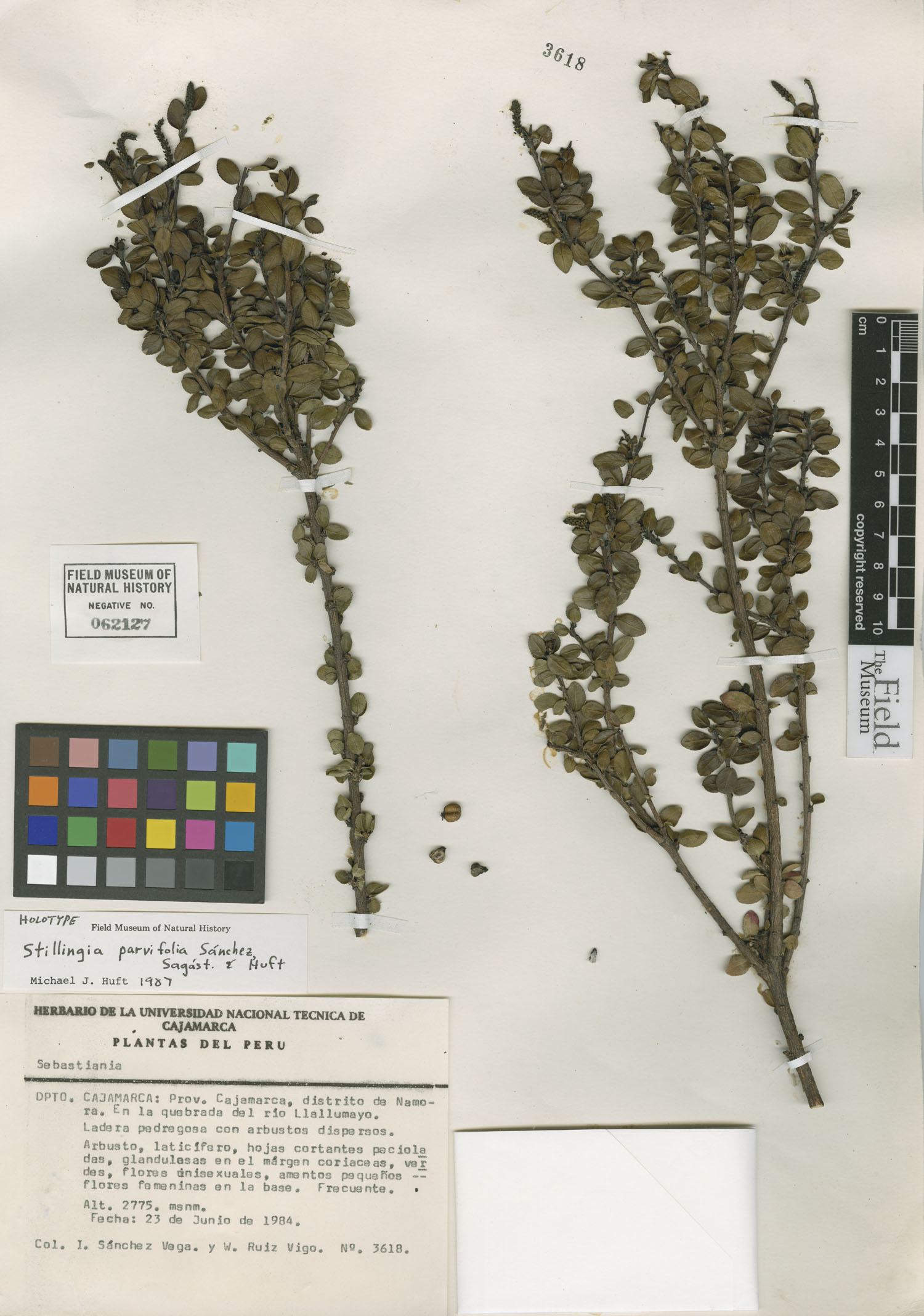 Stillingia parvifolia image