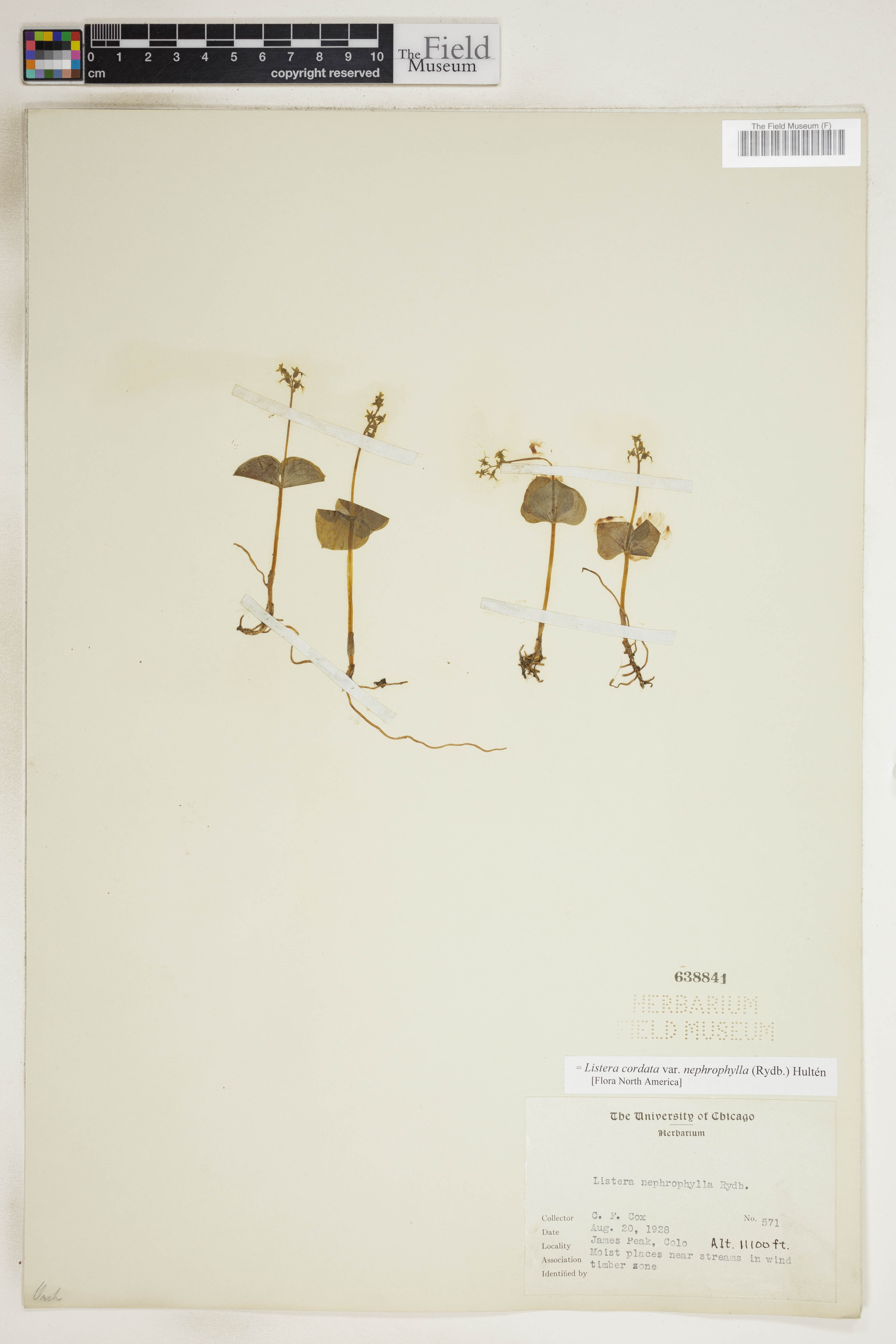 Listera cordata var. nephrophylla image