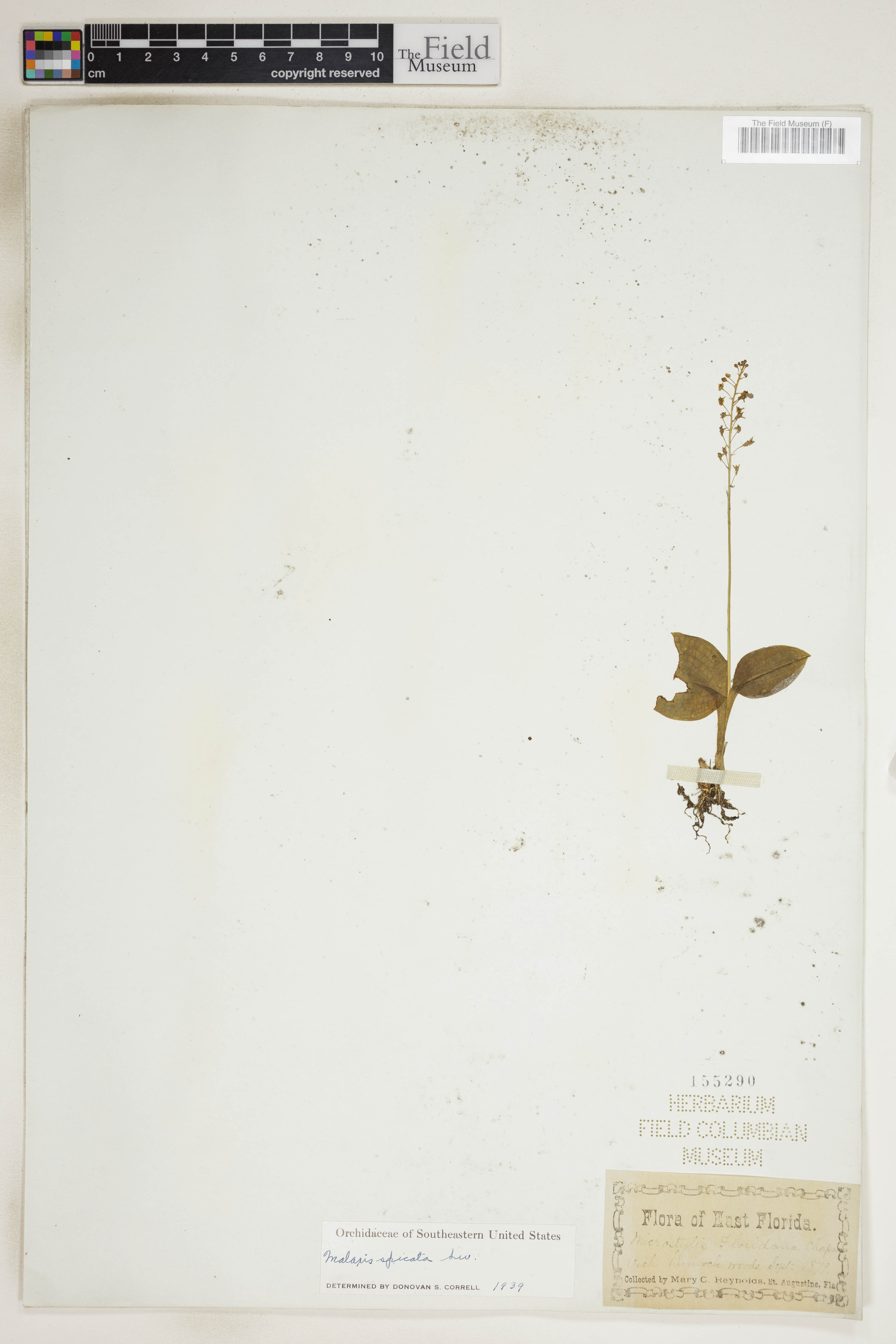 Malaxis spicata image