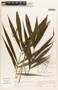 Wendlandiella gracilis image