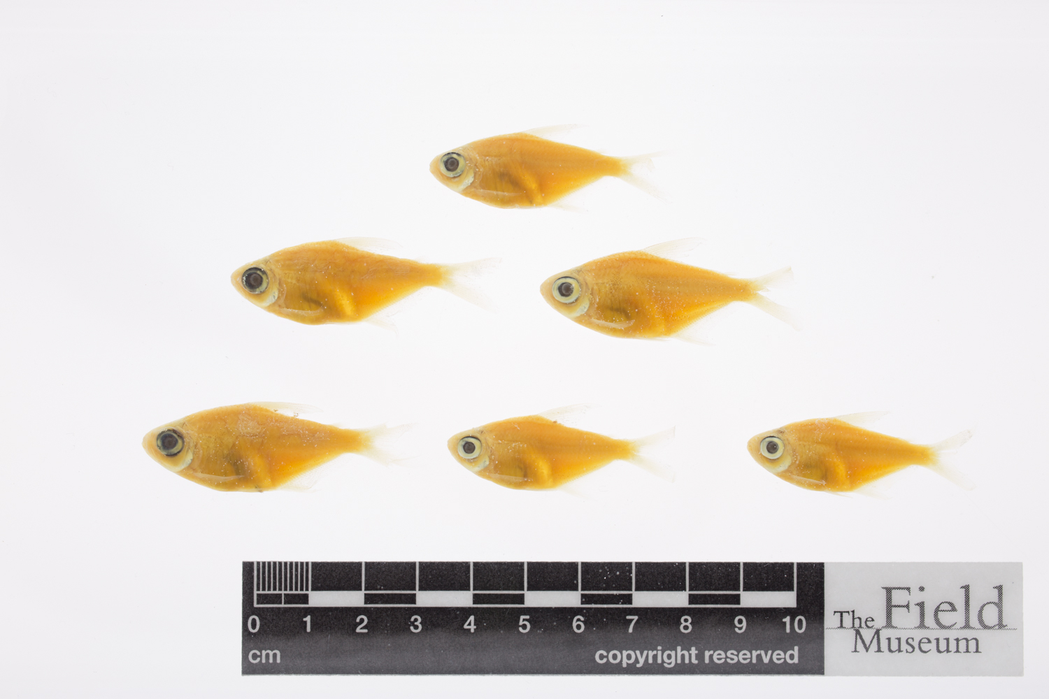 Bigeye moenkhausia (Moenkhausia megalops) — Characidae