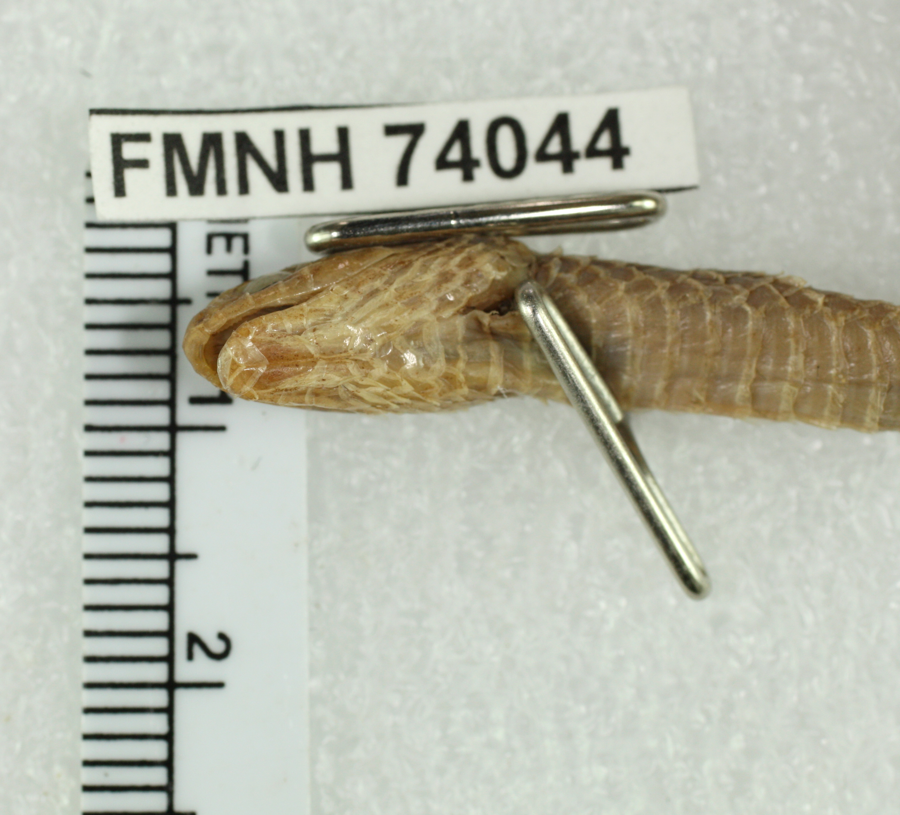 Thamnodynastes chimanta thumbnail