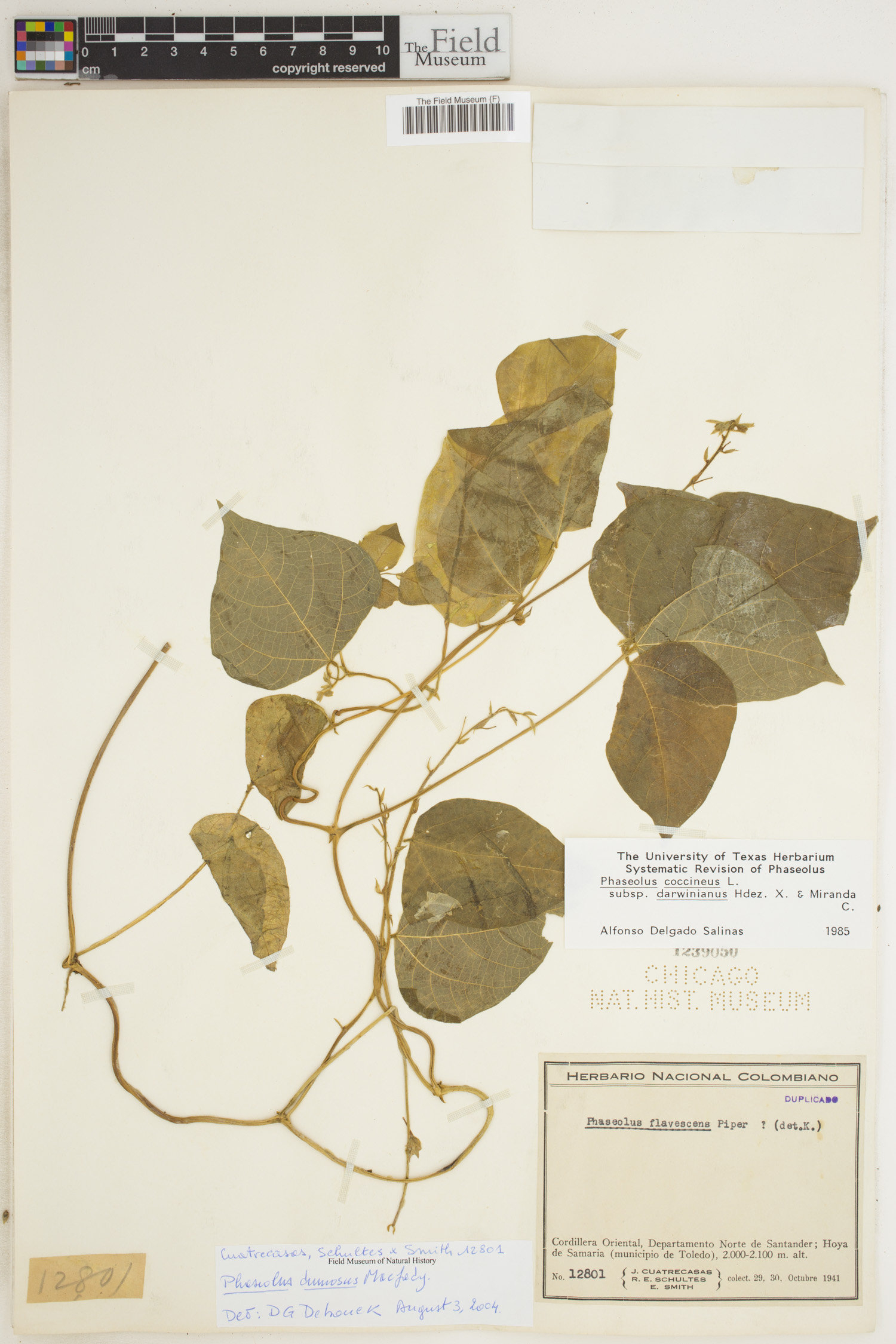 Phaseolus dumosus image