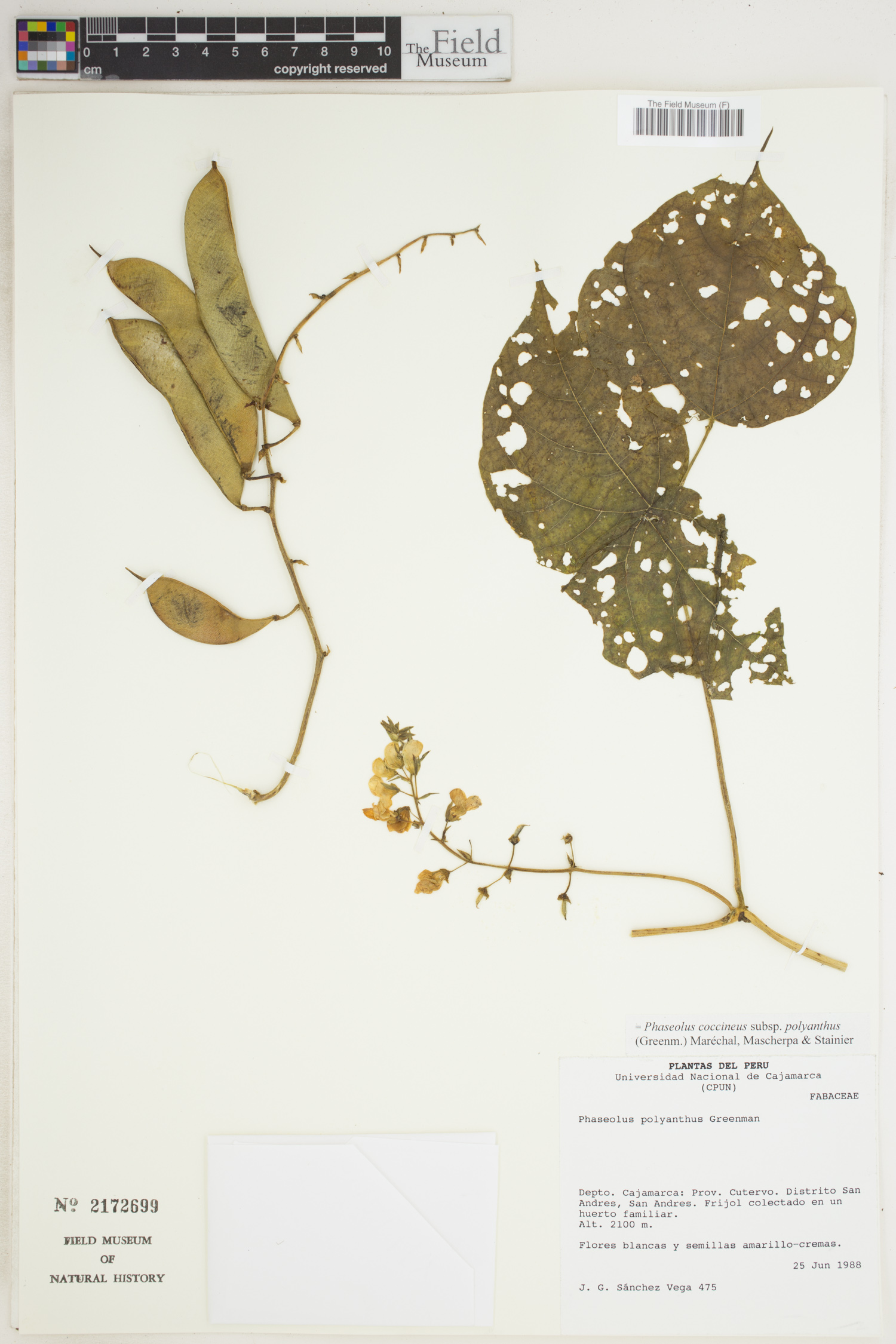 Phaseolus polyanthus image