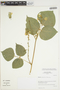 Phaseolus polyanthus image