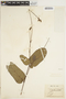 Periandra heterophylla image