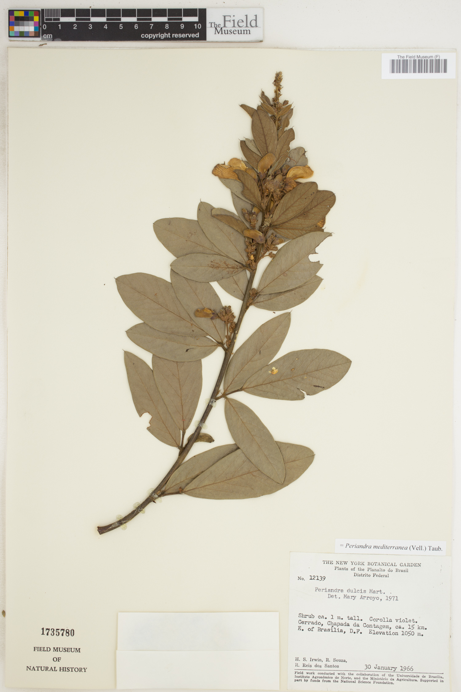 Periandra mediterranea image