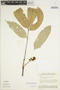 Petaladenium urceoliferum image