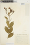 Fridericia platyphylla image