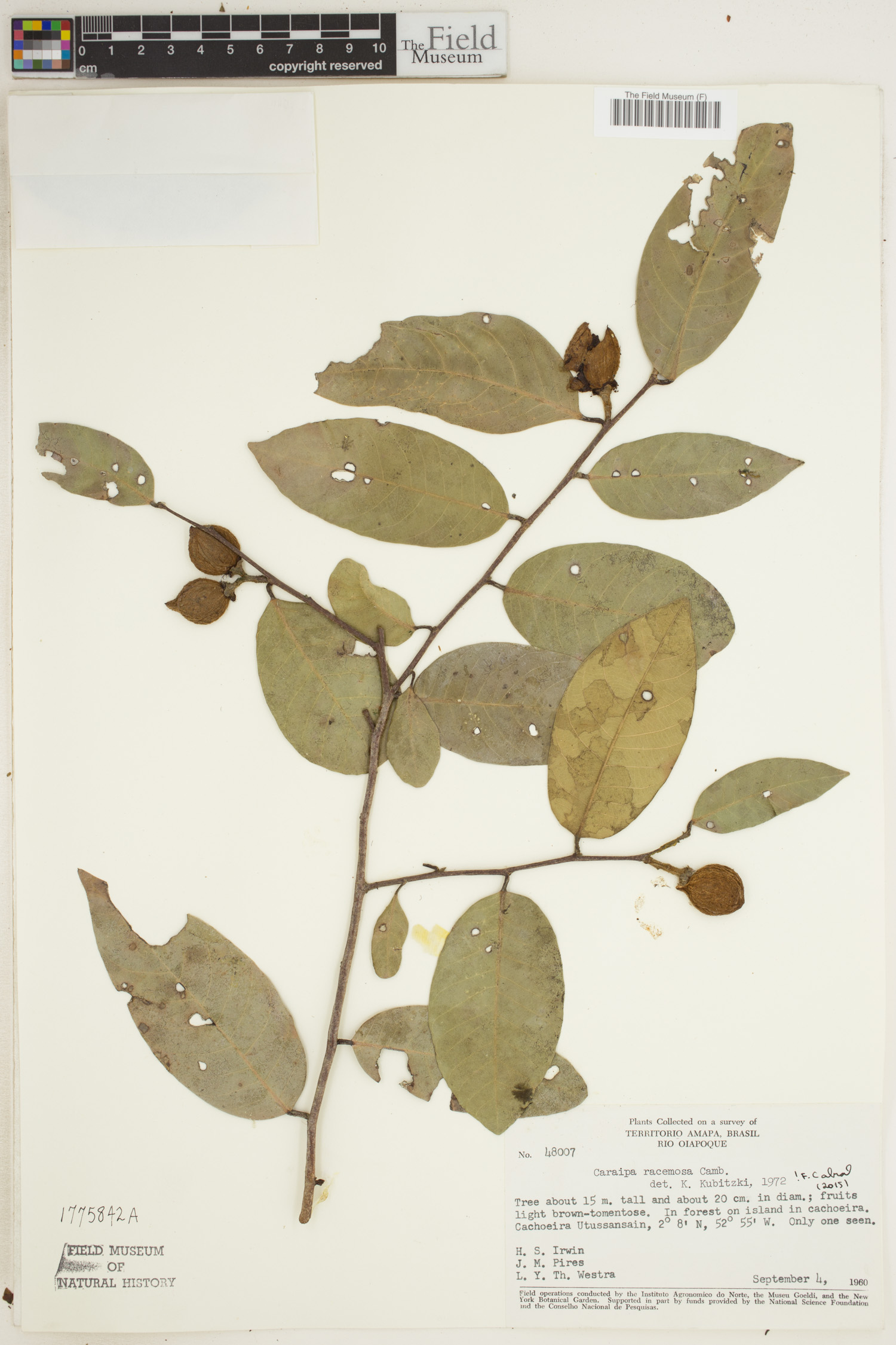 Caraipa image