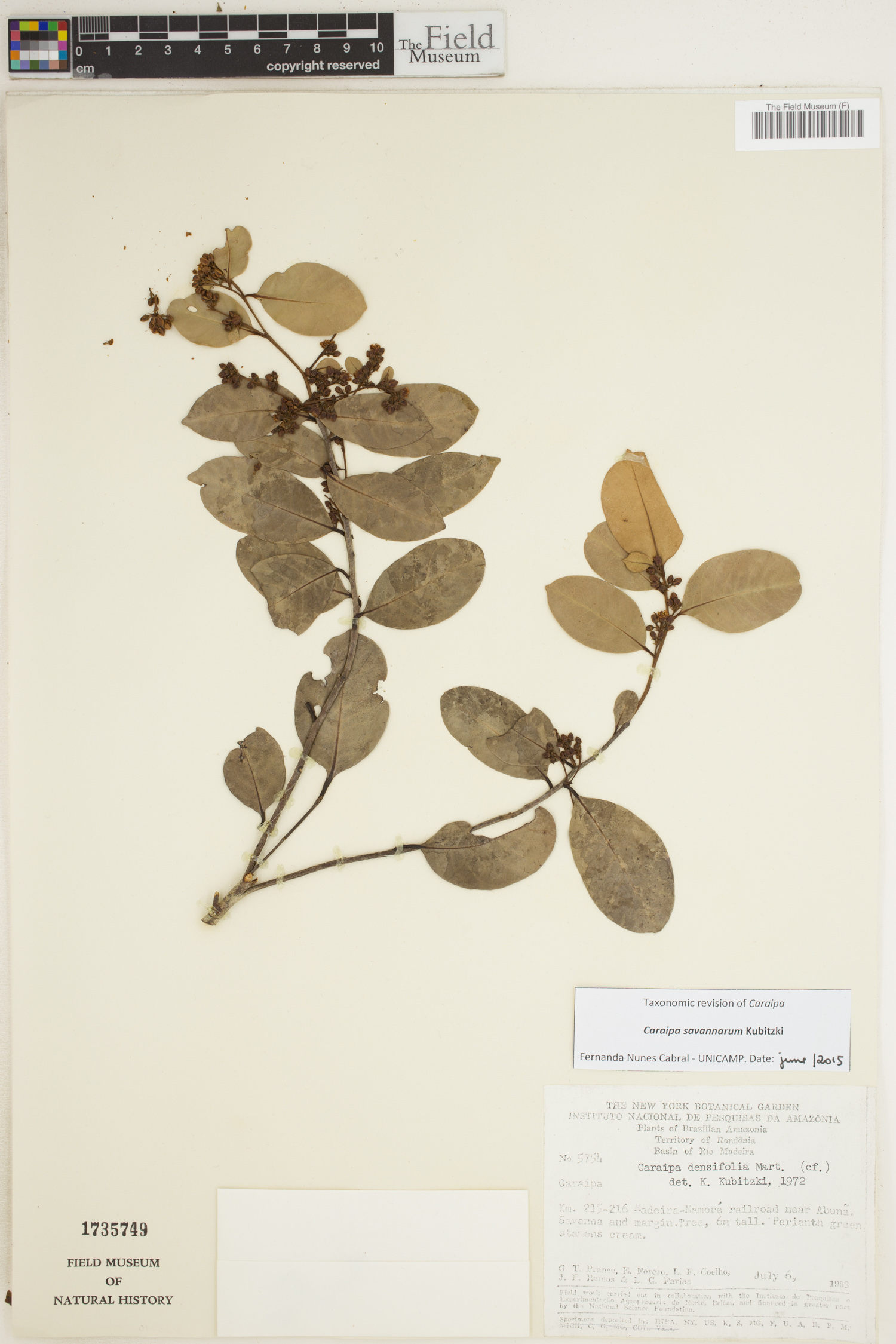 Caraipa savannarum image