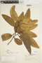 Caraipa grandifolia image