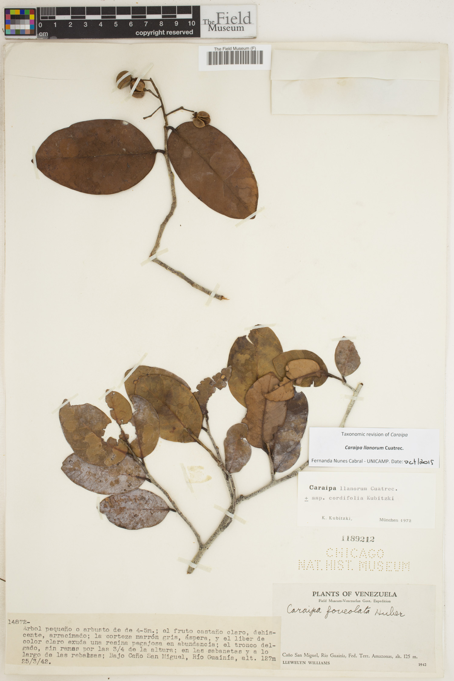 Caraipa llanorum image