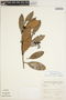 Caraipa densifolia image